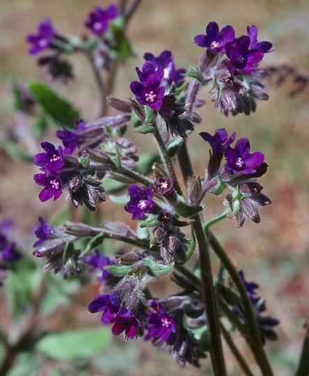 Anchusa officinalis