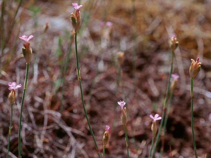 Petrorhagia prolifera