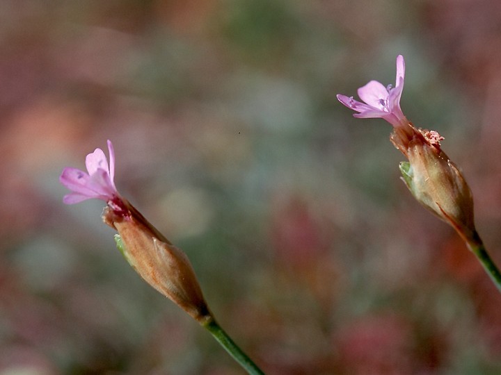 Petrorhagia prolifera