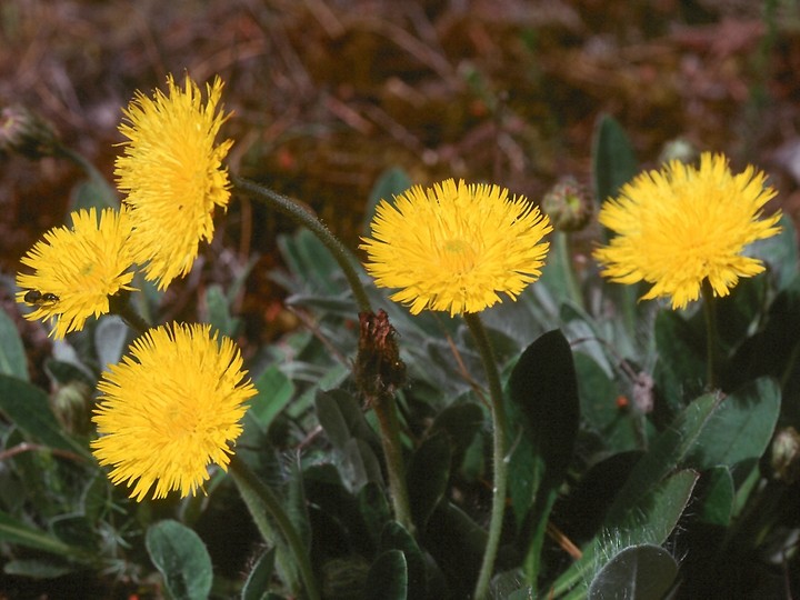 Hieracium pilosella