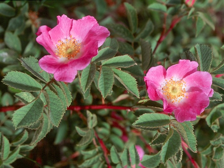 Rosa villosa