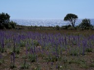 Echium vulgare