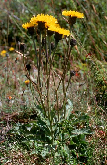 Hypochaeris maculata