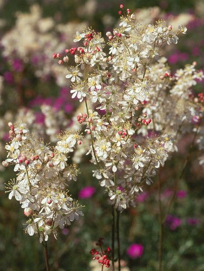 Filipendula vulgaris