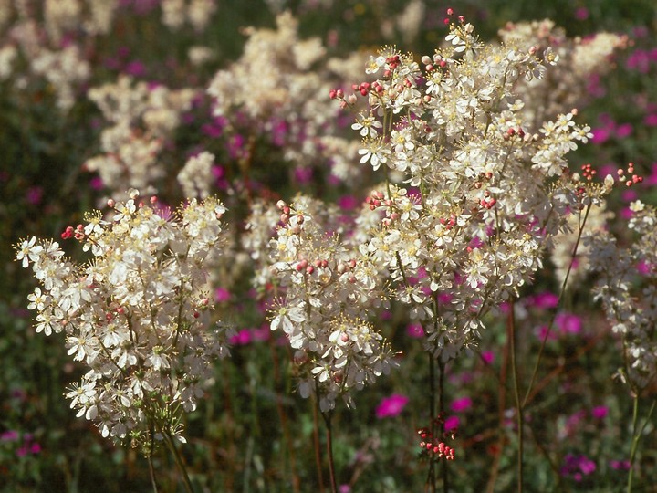 Filipendula vulgaris