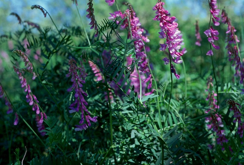 Vicia tenuifolia