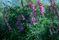 Vicia tenuifolia