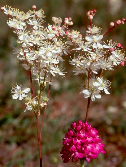 Filipendula vulgaris