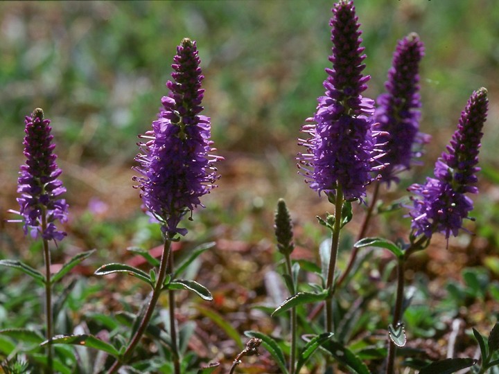 Veronica spicata