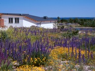 Echium vulgare