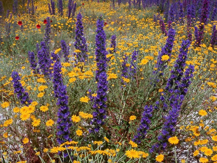 Echium vulgare