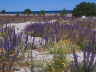 Echium vulgare