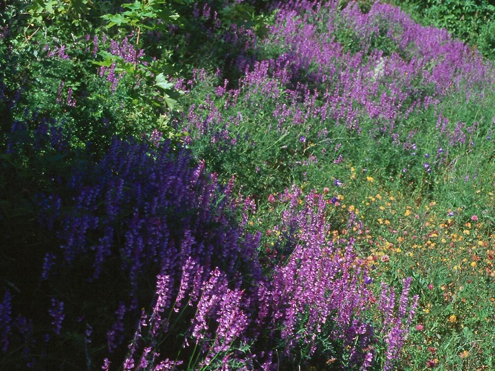 Vicia tenuifolia