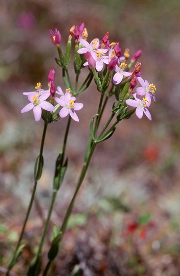 Centaurium erythraea