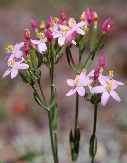 Centaurium erythraea