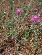 Centaurea rhenana