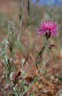 Centaurea rhenana