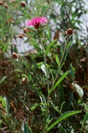 Centaurea jacea x decipiens