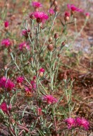 Centaurea jacea