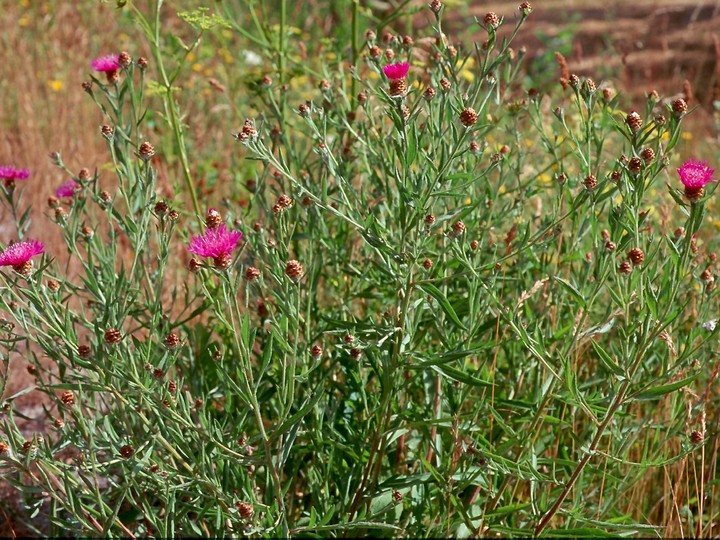 Centaurea jacea