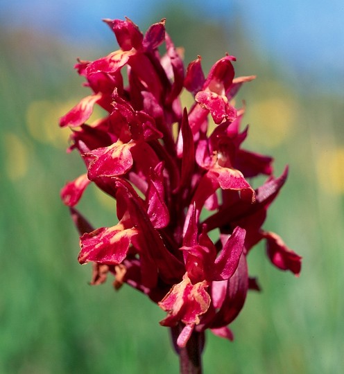 Dactylorhiza sambucina