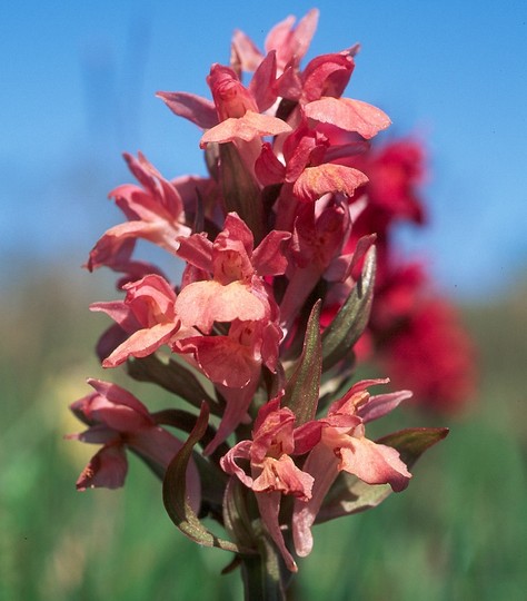 Dactylorhiza sambucina