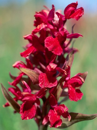 Dactylorhiza sambucina