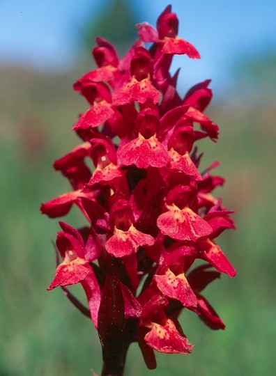 Dactylorhiza sambucina