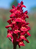 Dactylorhiza sambucina