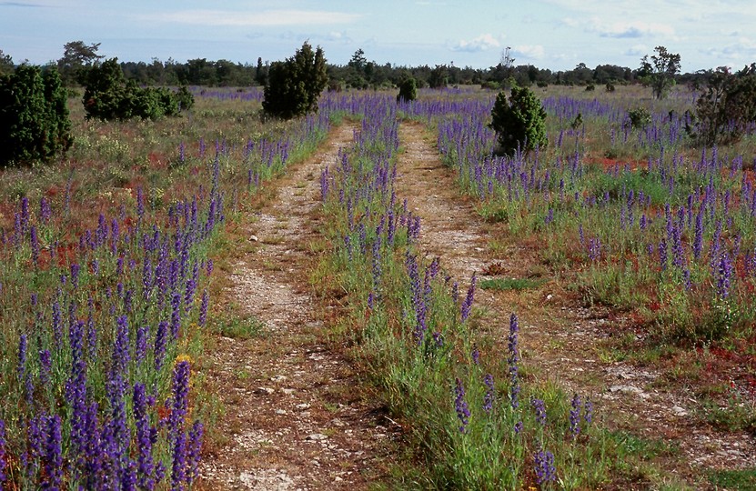 Echium vulgare