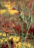 Tragopogon crocifolius