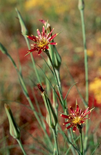 Tragopogon crocifolius