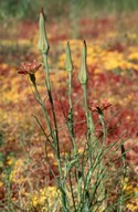 Tragopogon crocifolius