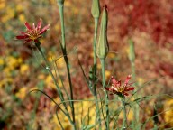 Tragopogon crocifolius