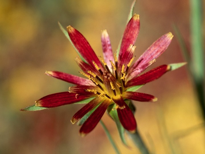 Tragopogon crocifolius