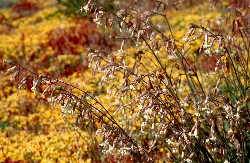 Silene nutans