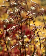 Silene nutans