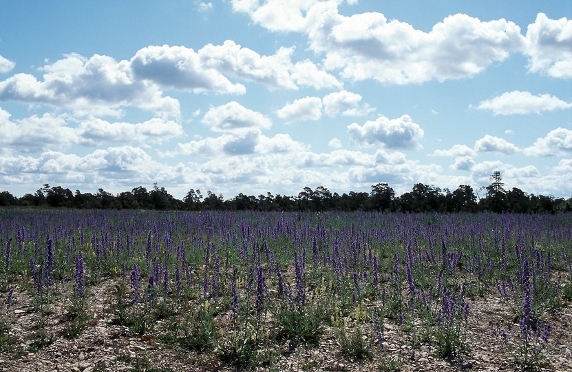 Echium vulgare