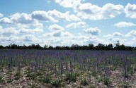 Echium vulgare