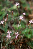 Petrorhagia prolifera