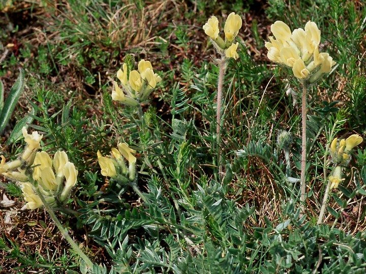 Oxytropis campestris