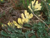 Oxytropis campestris