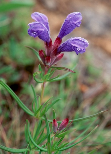 Dracocephalum ruyschiana