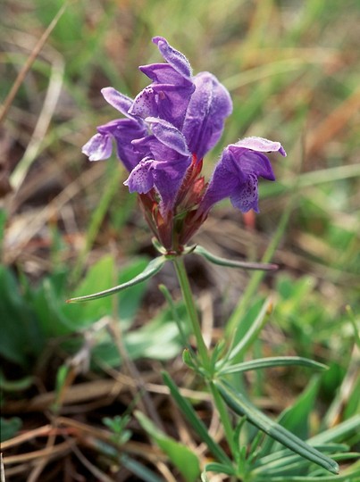 Dracocephalum ruyschiana