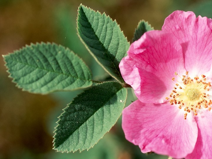 Rosa villosa