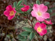 Rosa villosa