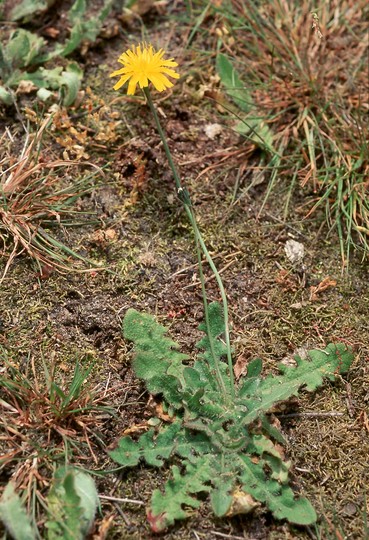 Hypochaeris radicata