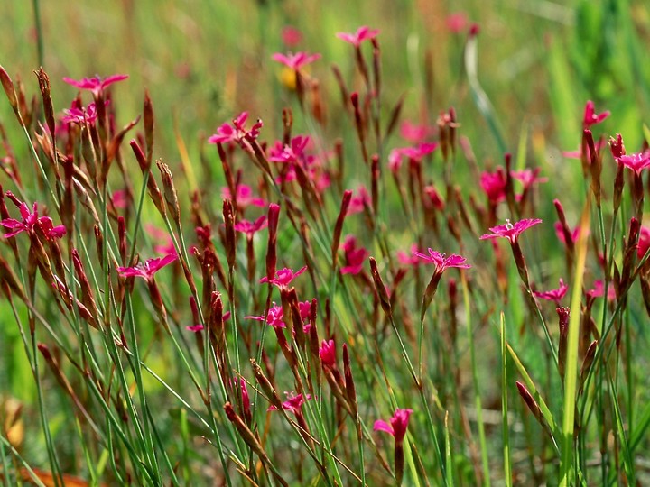 Dianthus deltoides