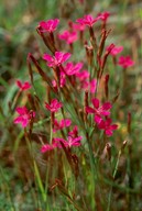 Dianthus deltoides