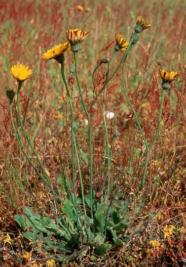 Hypochaeris radicata